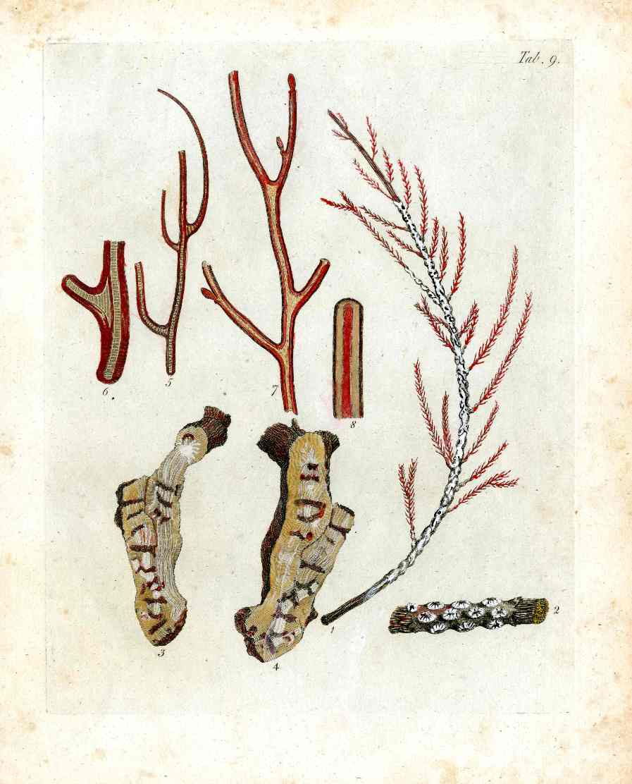 Ellis Antique Engraving Jointed Red Coral