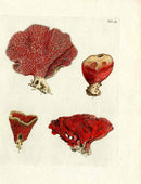 Ellis Antique Engraving Organ Pipe Coral - Panteek Antique Prints