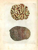 Ellis Antique Engraving Red Brain Coral - Panteek Antique Prints