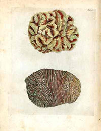 Ellis Antique Engraving Red Brain Coral - Panteek Antique Prints