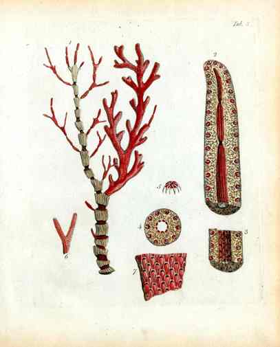 Ellis Antique Engraving Red Coral
