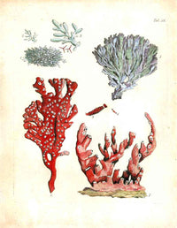 Ellis Antique Engraving Red Seaweed - Panteek Antique Prints