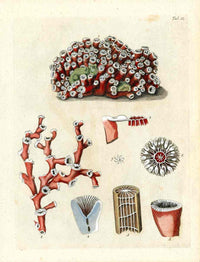 Ellis Antique Engraving Red Stony Coral - Panteek Antique Prints
