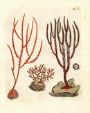 Ellis Antique Engraving Red Whip Coral - Panteek Antique Prints