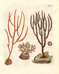 Ellis Antique Engraving Red Whip Coral - Panteek Antique Prints