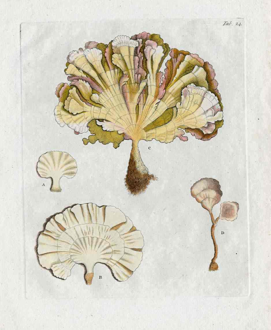 Ellis Antique Engraving Sea Fan Coral