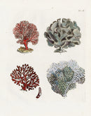 Ellis Antique Engraving Sea Mat Coral - Panteek Antique Prints