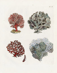 Ellis Antique Engraving Sea Mat Coral - Panteek Antique Prints