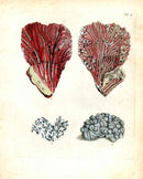 Ellis Antique Engraving White Stone Coral - Panteek Antique Prints