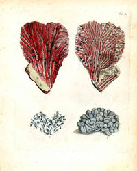 Ellis Antique Engraving White Stone Coral - Panteek Antique Prints