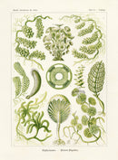 Ernst Haeckel Marine Life Shells Algae - Panteek Antique Prints