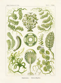 Ernst Haeckel Marine Life Shells Algae - Panteek Antique Prints