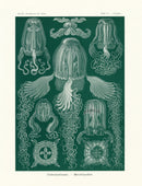 Ernst Haeckel Marine Life Shells Box Jellyfish - Panteek Antique Prints