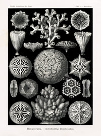 Ernst Haeckel Marine Life Shells Brain Coral - Panteek Antique Prints