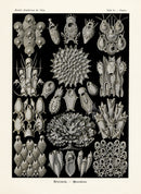 Ernst Haeckel Marine Life Shells Bryozoa - Panteek Antique Prints