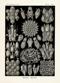 Ernst Haeckel Marine Life Shells Bryozoa - Panteek Antique Prints