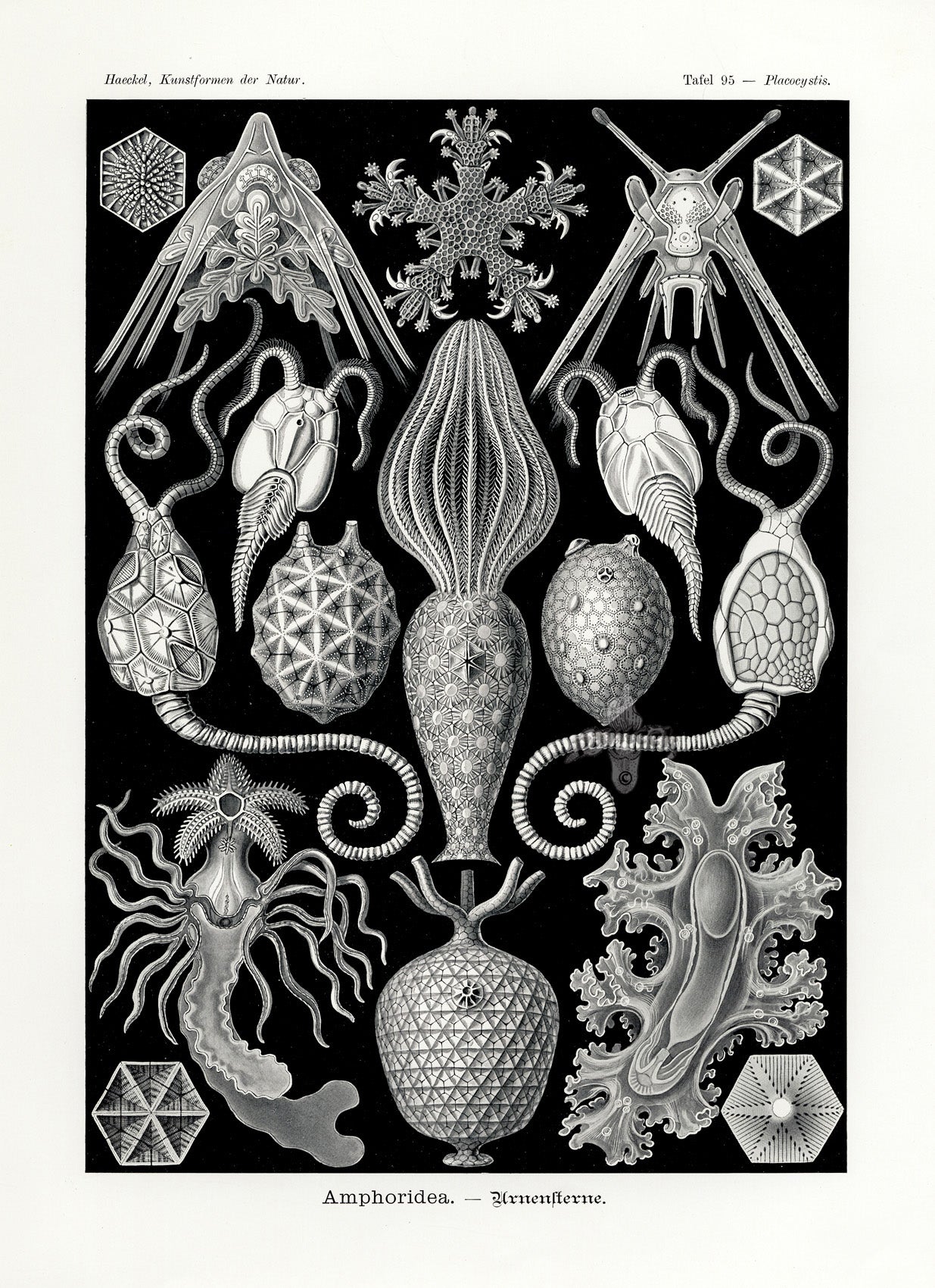 Ernst Haeckel Marine Life Shells Case-Stars