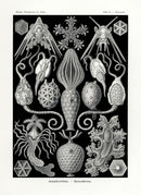Ernst Haeckel Marine Life Shells Case-Stars - Panteek Antique Prints