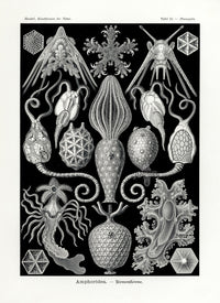 Ernst Haeckel Marine Life Shells Case-Stars - Panteek Antique Prints