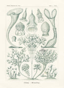 Ernst Haeckel Marine Life Shells Ciliata Protozoans - Panteek Antique Prints