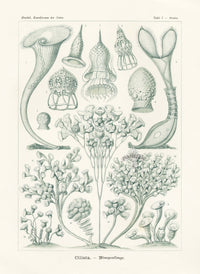 Ernst Haeckel Marine Life Shells Ciliata Protozoans - Panteek Antique Prints