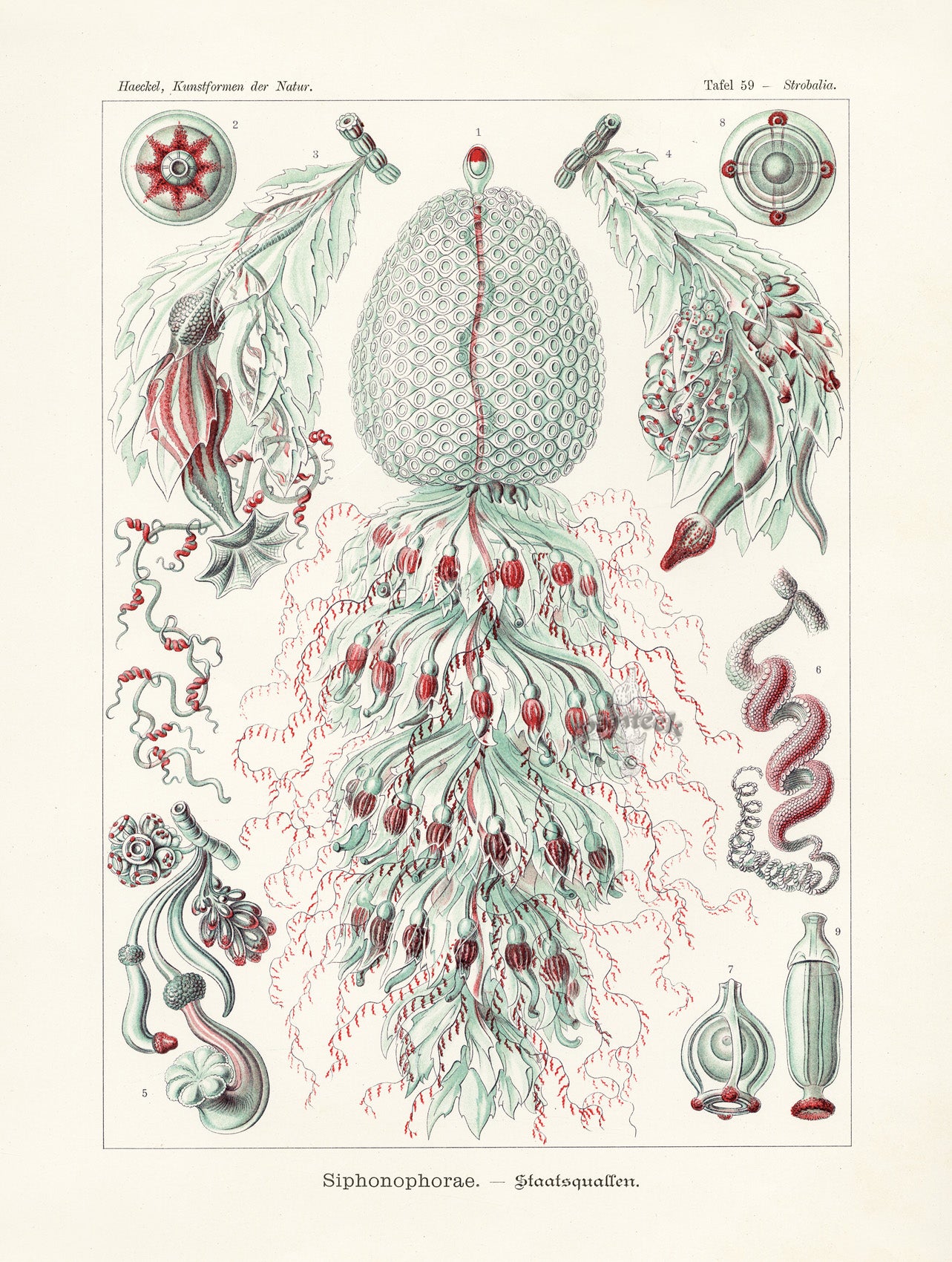 Ernst Haeckel Marine Life Shells Colonial Jellyfish