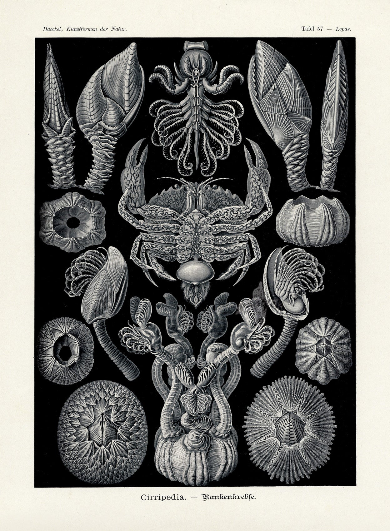 Ernst Haeckel Marine Life Shells Crab