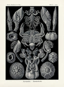 Ernst Haeckel Marine Life Shells Crab - Panteek Antique Prints