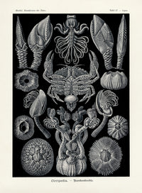 Ernst Haeckel Marine Life Shells Crab - Panteek Antique Prints