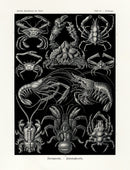 Ernst Haeckel Marine Life Shells Crab, Shrimp - Panteek Antique Prints
