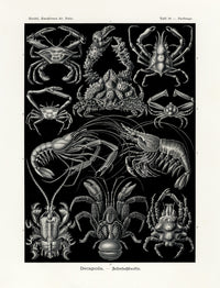 Ernst Haeckel Marine Life Shells Crab, Shrimp - Panteek Antique Prints