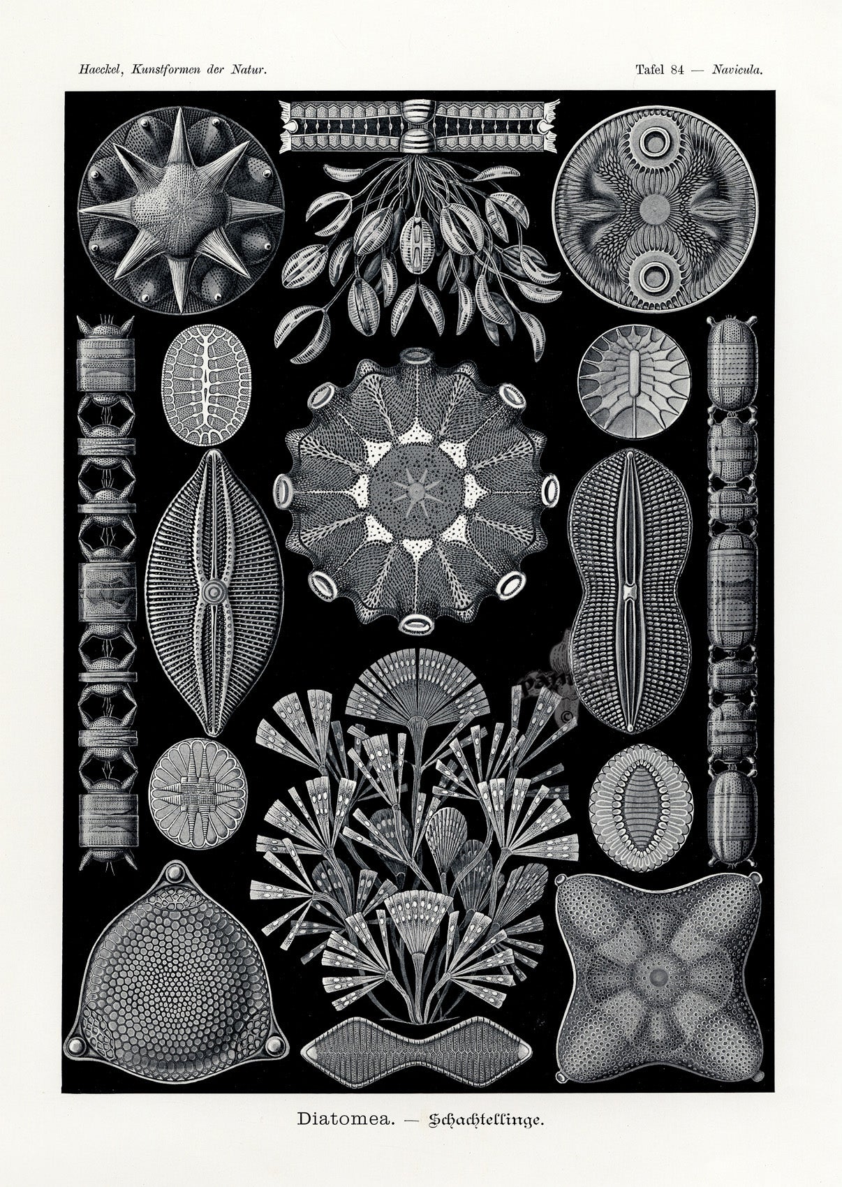 Ernst Haeckel Marine Life Shells Diatoms