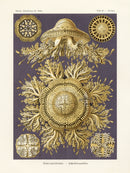 Ernst Haeckel Marine Life Shells Disc Jellyfish - Panteek Antique Prints