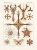 Ernst Haeckel Marine Life Shells Discoidea - Panteek Antique Prints