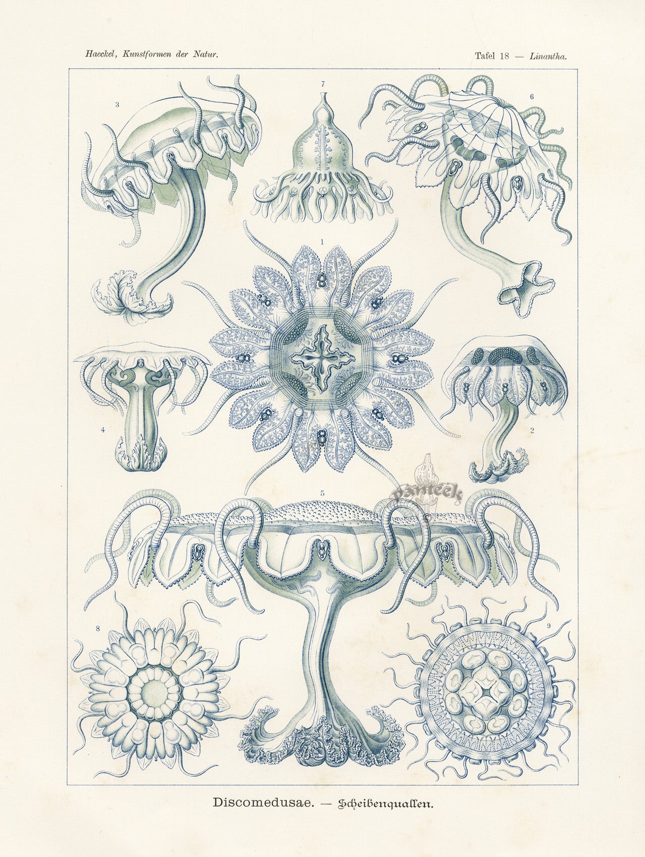 Ernst Haeckel Marine Life Shells Discomedusae Jellyfish