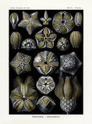 Ernst Haeckel Marine Life Shells Extinct Seabuds - Panteek Antique Prints