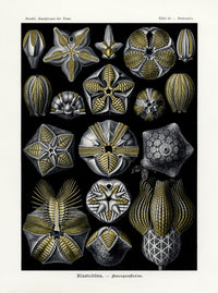 Ernst Haeckel Marine Life Shells Extinct Seabuds - Panteek Antique Prints