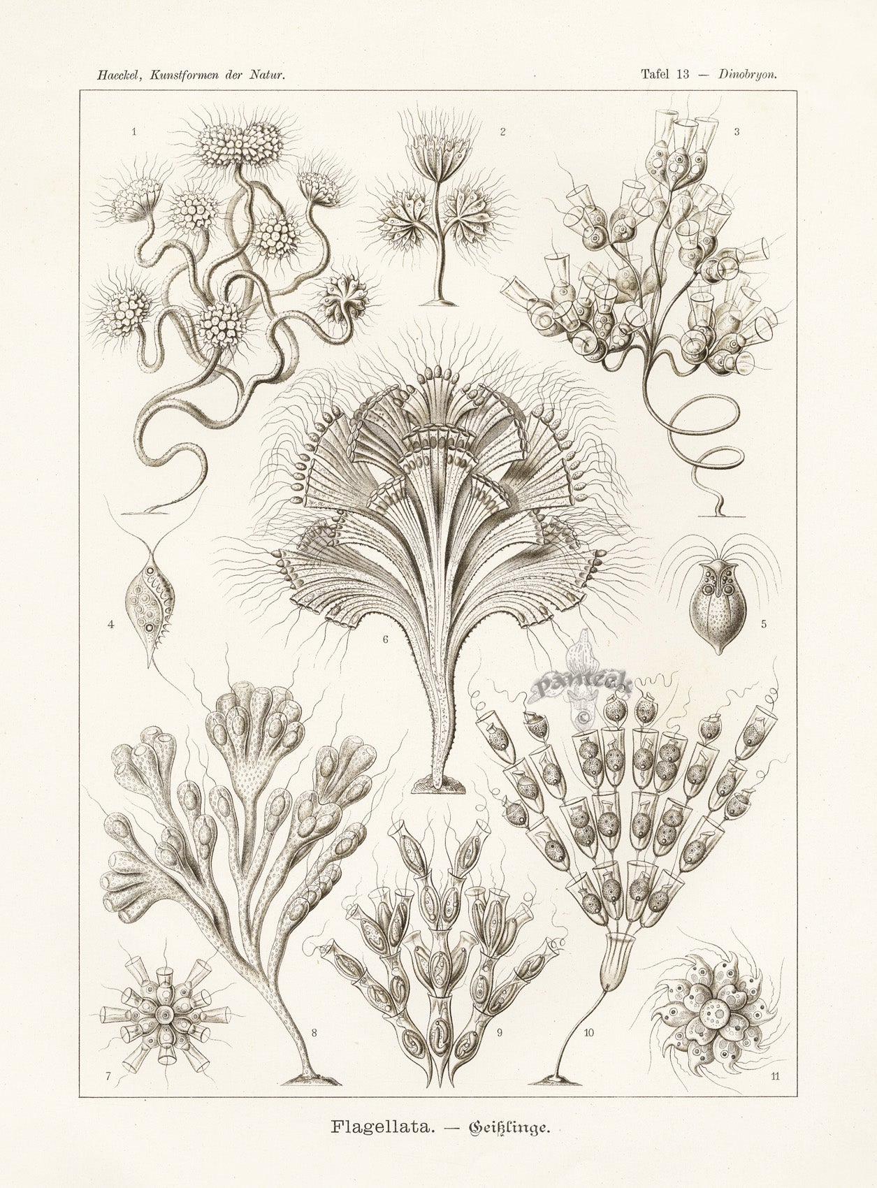 Ernst Haeckel Marine Life Shells Golden Algae