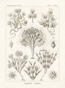 Ernst Haeckel Marine Life Shells Golden Algae - Panteek Antique Prints