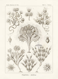 Ernst Haeckel Marine Life Shells Golden Algae - Panteek Antique Prints