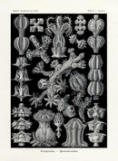 Ernst Haeckel Marine Life Shells Gorgonida Soft Coral - Panteek Antique Prints