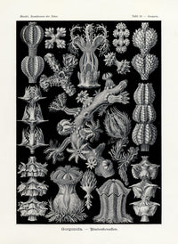 Ernst Haeckel Marine Life Shells Gorgonida Soft Coral - Panteek Antique Prints