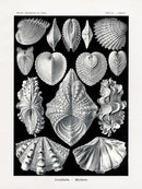 Ernst Haeckel Marine Life Shells Heart Chama Shell - Panteek Antique Prints