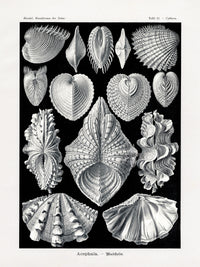 Ernst Haeckel Marine Life Shells Heart Chama Shell - Panteek Antique Prints