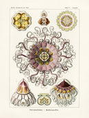 Ernst Haeckel Marine Life Shells Helmet Jellyfish - Panteek Antique Prints