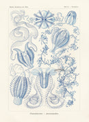 Ernst Haeckel Marine Life Shells Jellyfish - Panteek Antique Prints