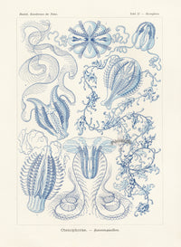 Ernst Haeckel Marine Life Shells Jellyfish - Panteek Antique Prints