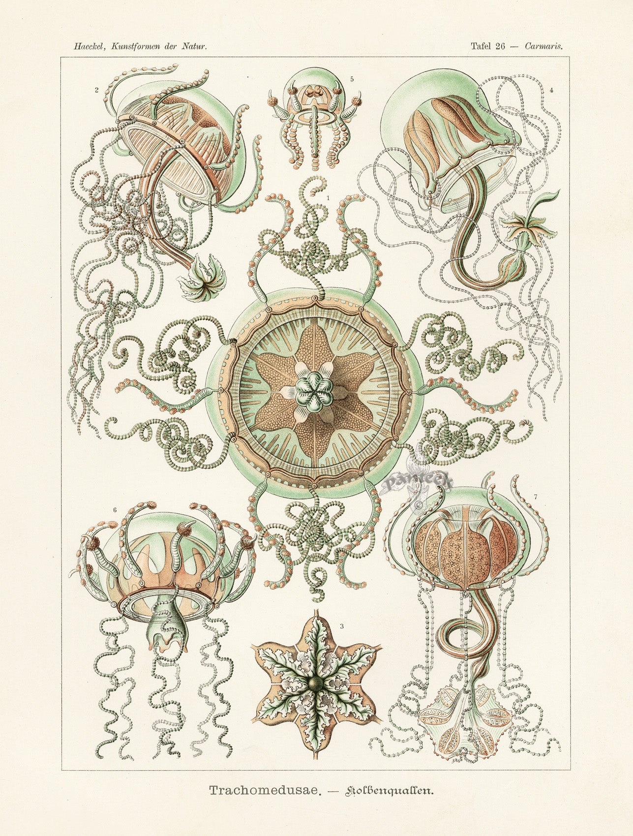 Ernst Haeckel Marine Life Shells Jellyfish
