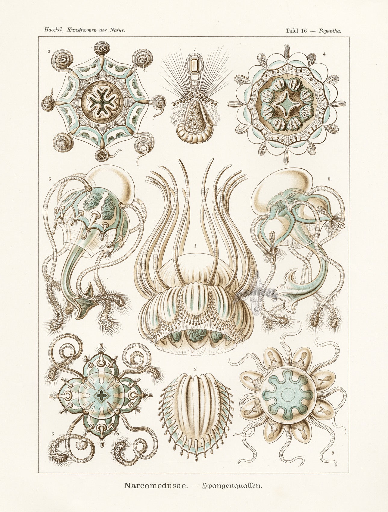 Ernst Haeckel Marine Life Shells Narcomedusae, Jellyfish
