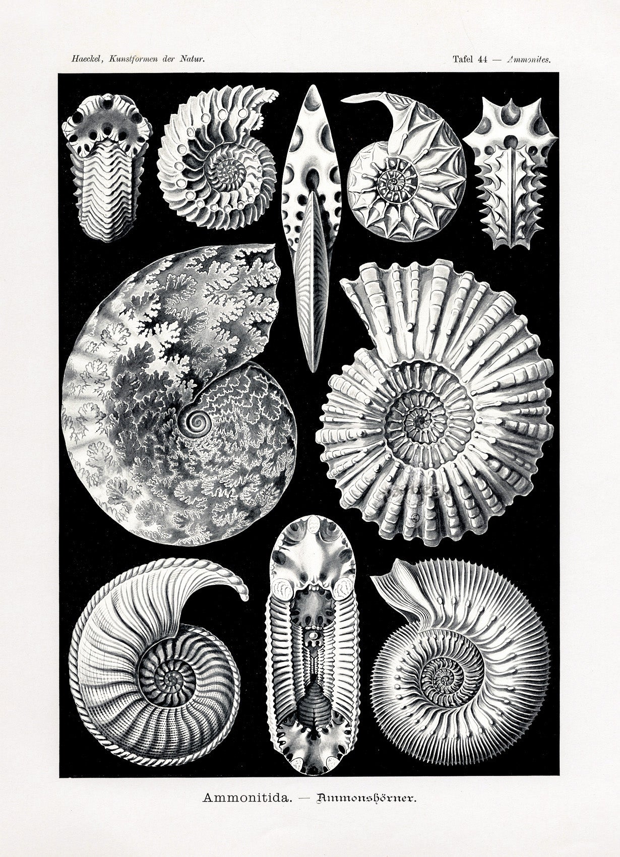 Ernst Haeckel Marine Life Shells Nautilus Shell